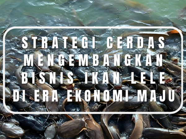 Strategi Cerdas Mengembangkan Bisnis Ikan Lele di Era Ekonomi Maju