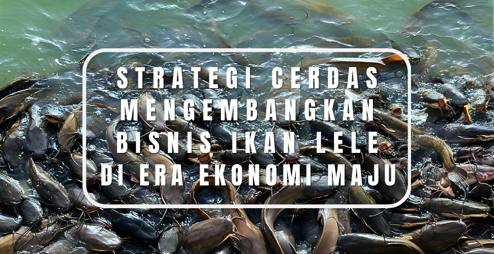Strategi Cerdas Mengembangkan Bisnis Ikan Lele di Era Ekonomi Maju